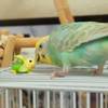 バナナインコ｢（x_x；）｣