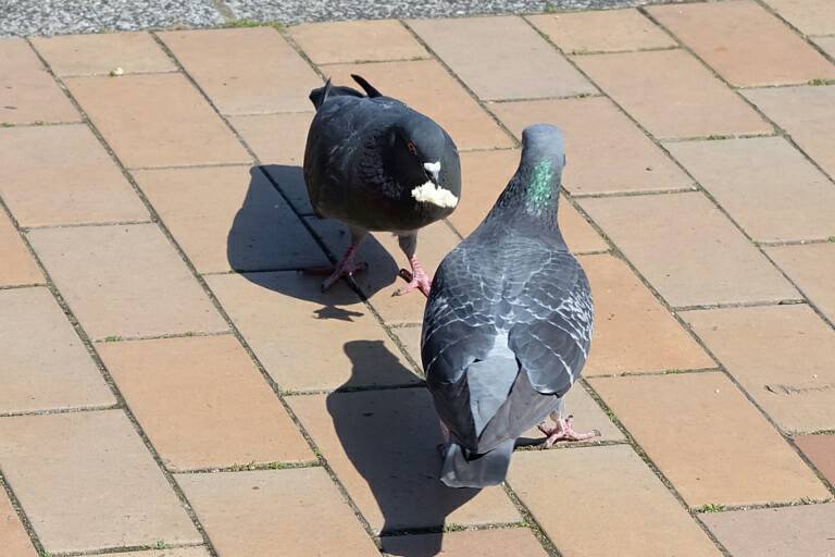 パンもらった