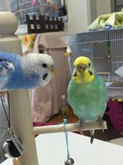 やっとこっちむいた(^-^)