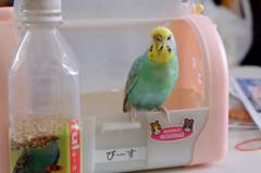 おはよう