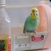 おはよう