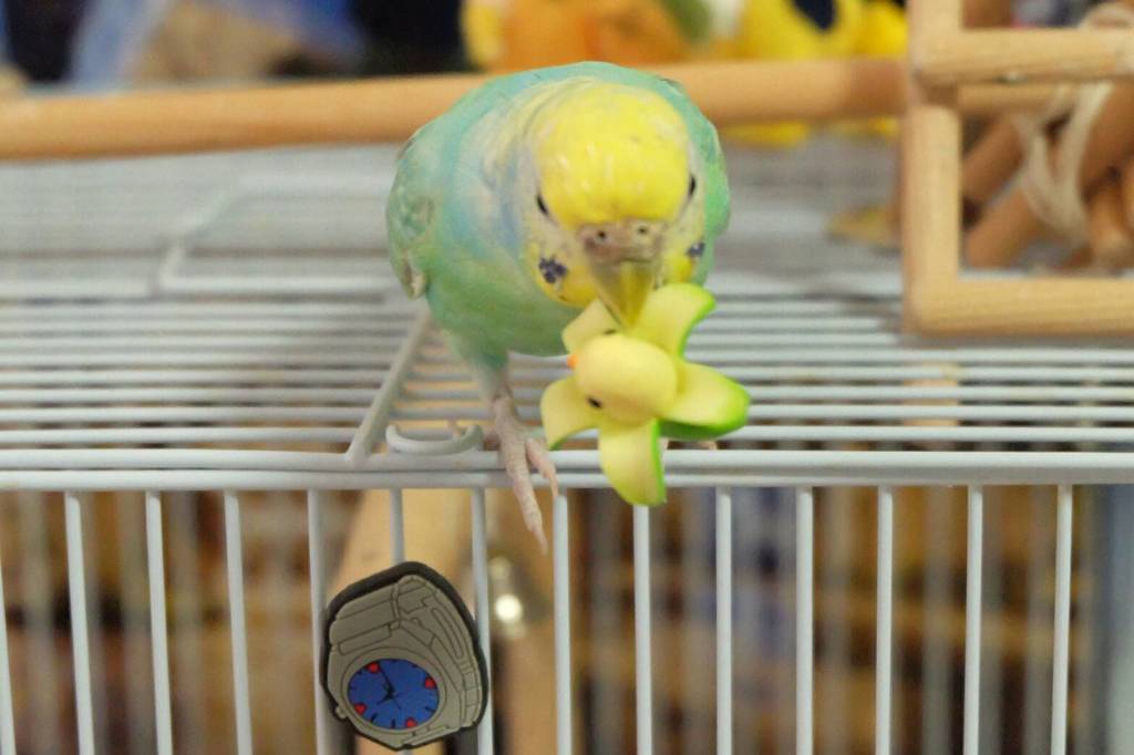 バナナインコ｢(|||_|||)｣