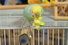 バナナインコ｢(|||_|||)｣