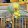 バナナインコ｢(|||_|||)｣