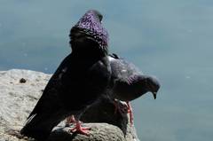 鳩の求愛行動