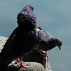 鳩の求愛行動