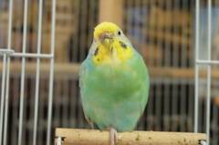 ウインク