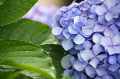 紫陽花 1