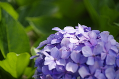 紫陽花 2