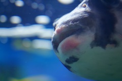 海に生きる