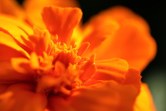 橙