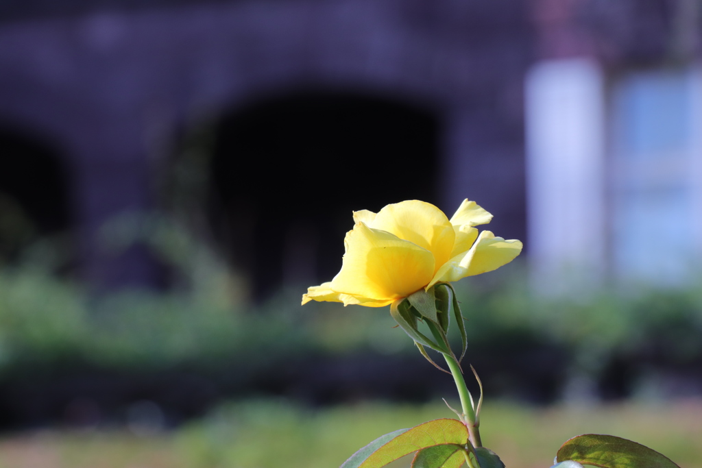 旧古河庭園のバラ