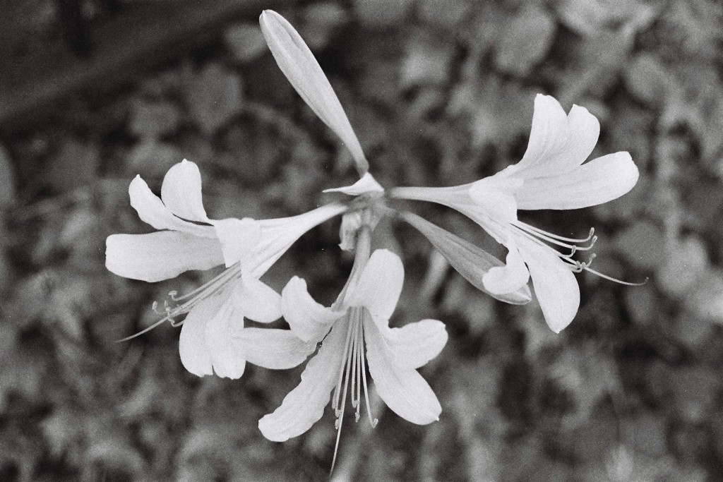 花2