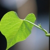 朝顔の葉