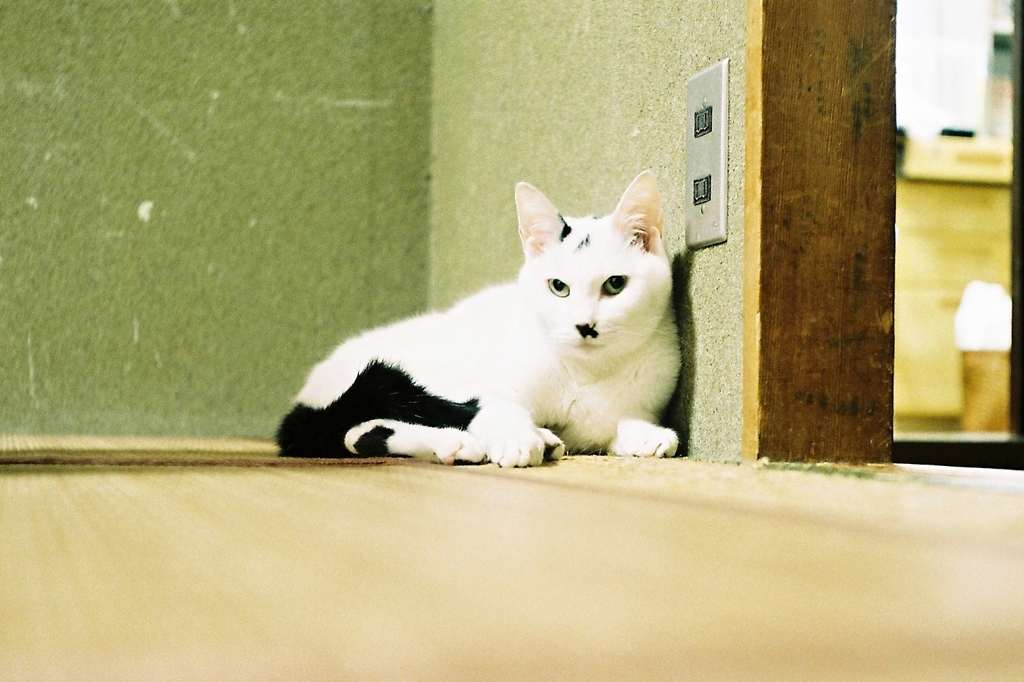 猫4