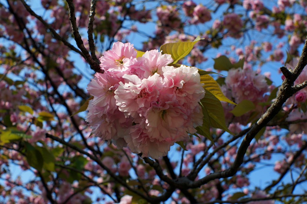 何かの花