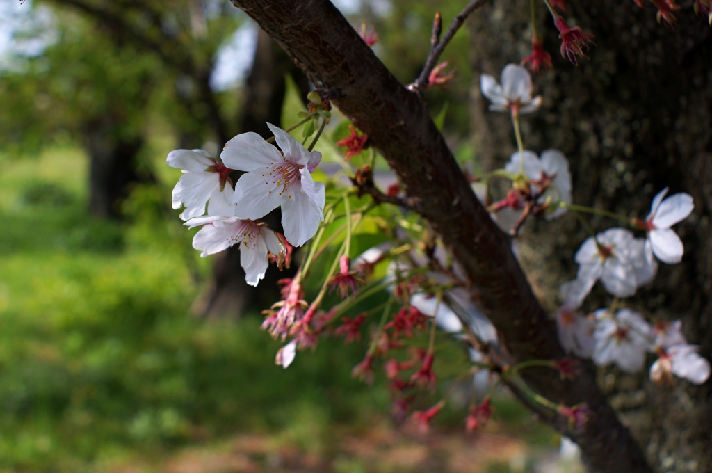 桜　最後