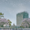 桜吹雪