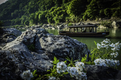 水辺の花