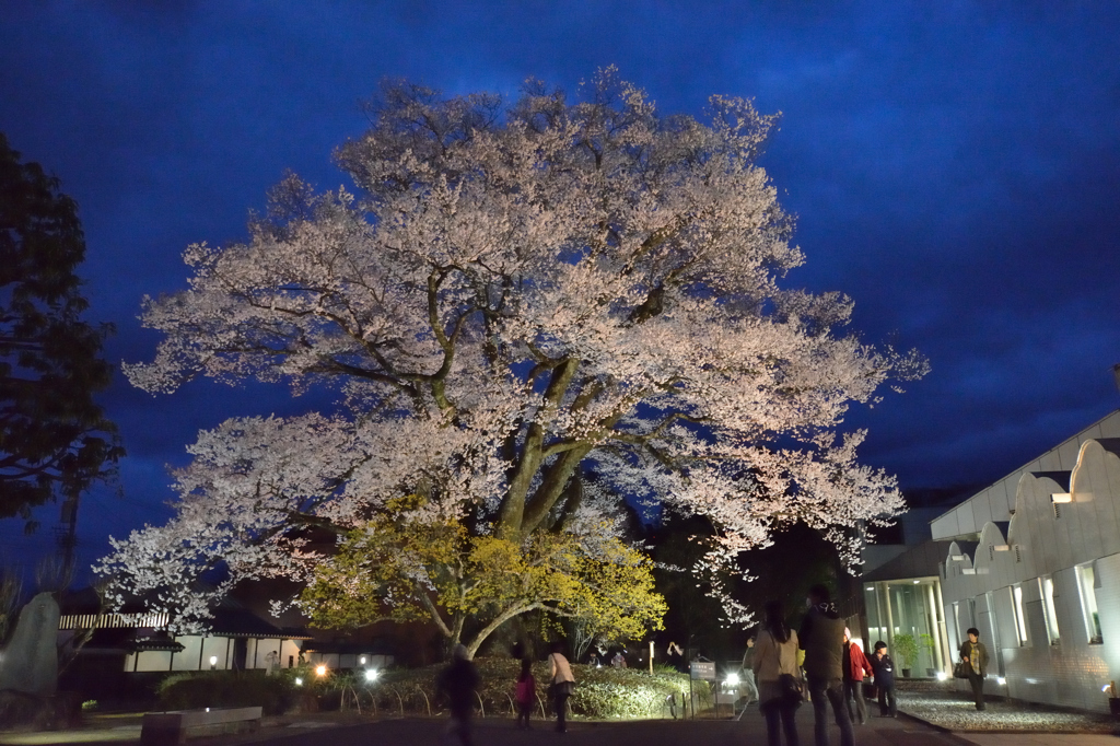 飯田美術館の安富桜