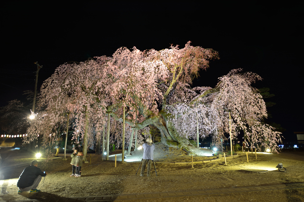 麻積　舞台桜