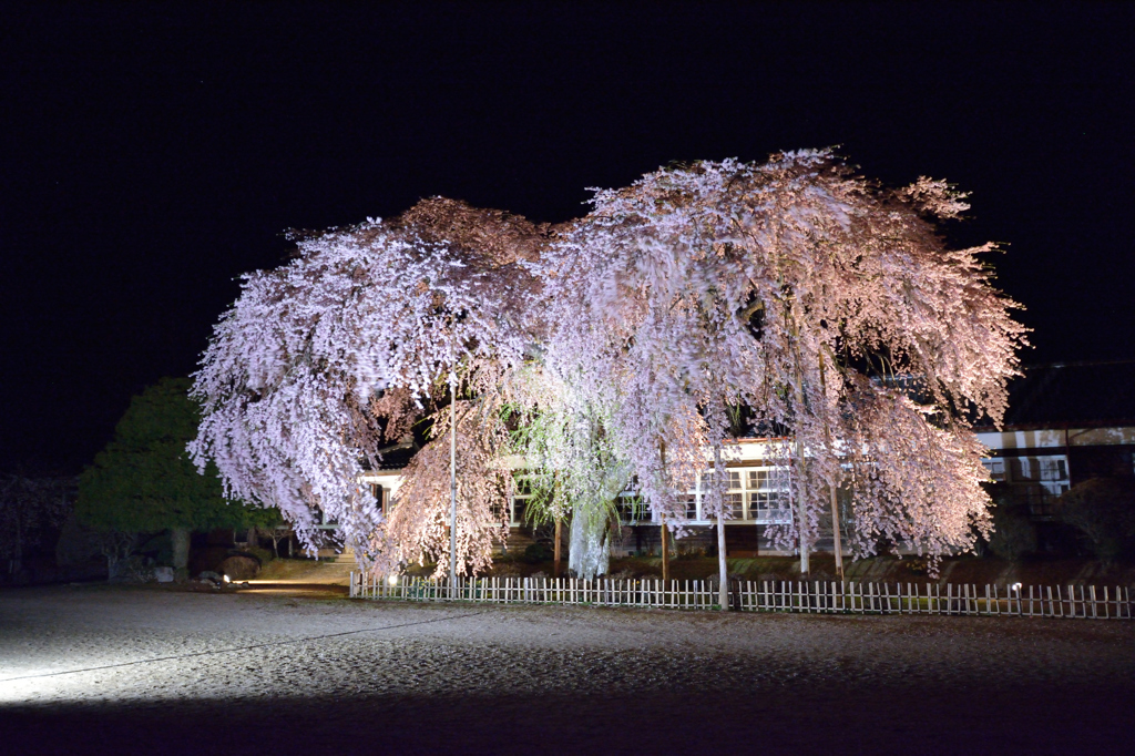杵原学校の枝垂れ桜