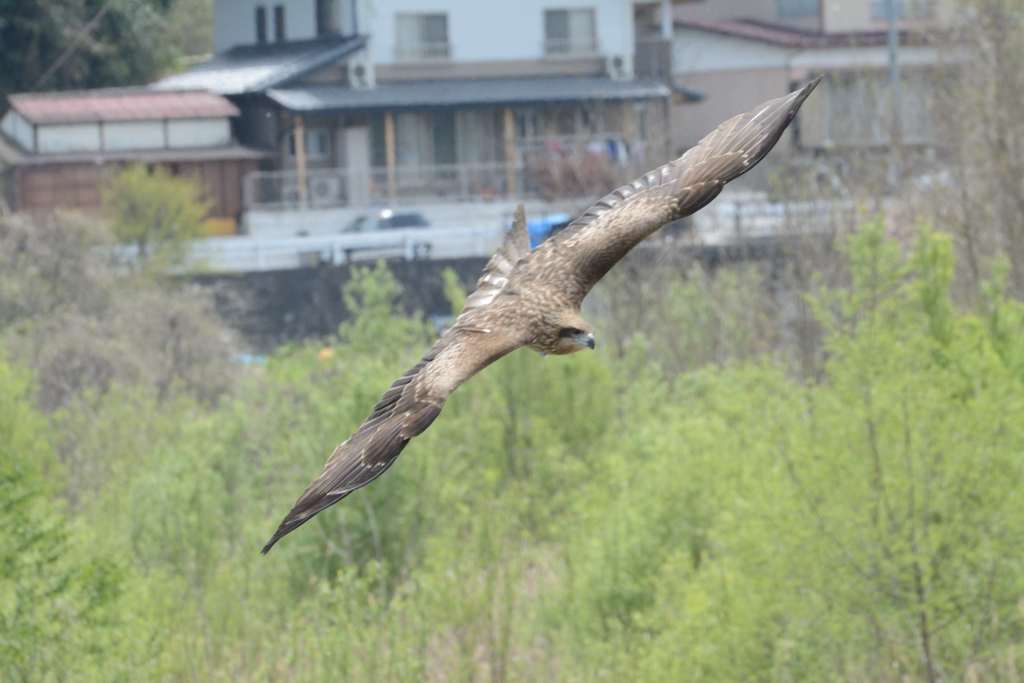 鳶04