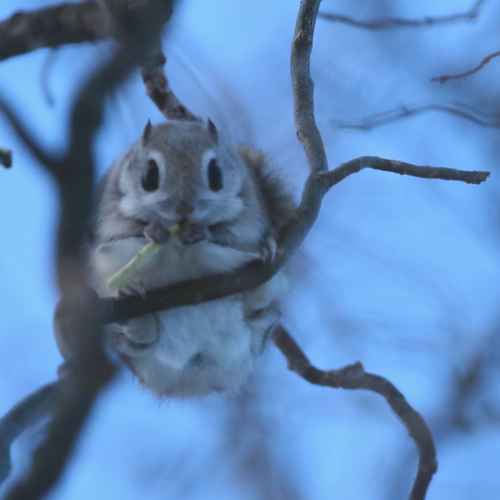 新芽うまーい！