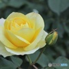 ビタミンカラーの薔薇の親子