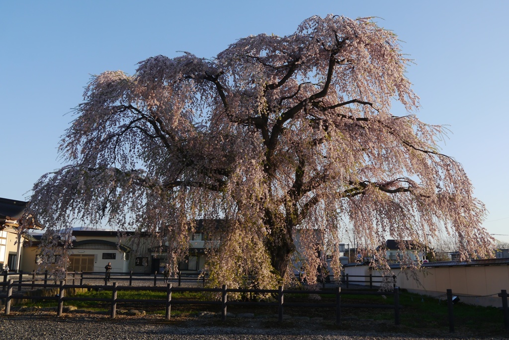 朝陽を浴びた枝垂れ桜