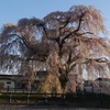 朝陽を浴びた枝垂れ桜