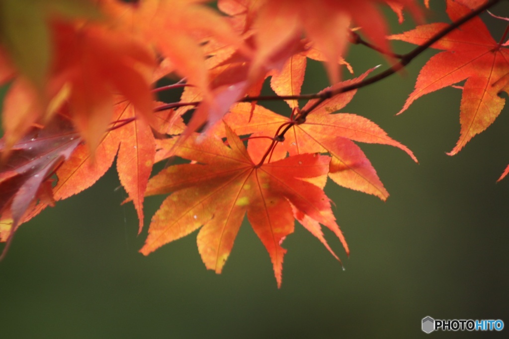 紅葉も見納め