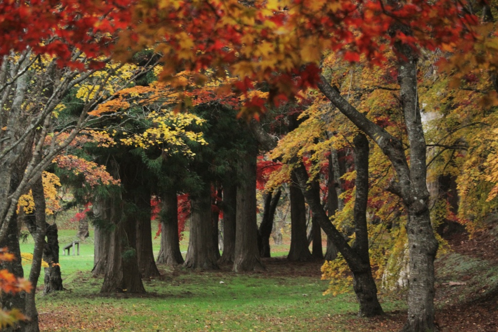 晩秋の紅葉