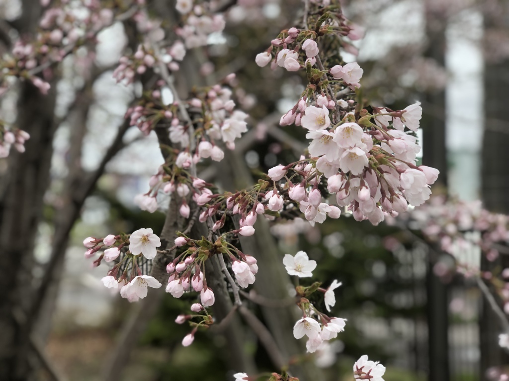 桜の開花