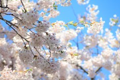 満開の桜