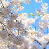 満開の桜