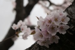 ふんわりと桜