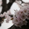 ふんわりと桜