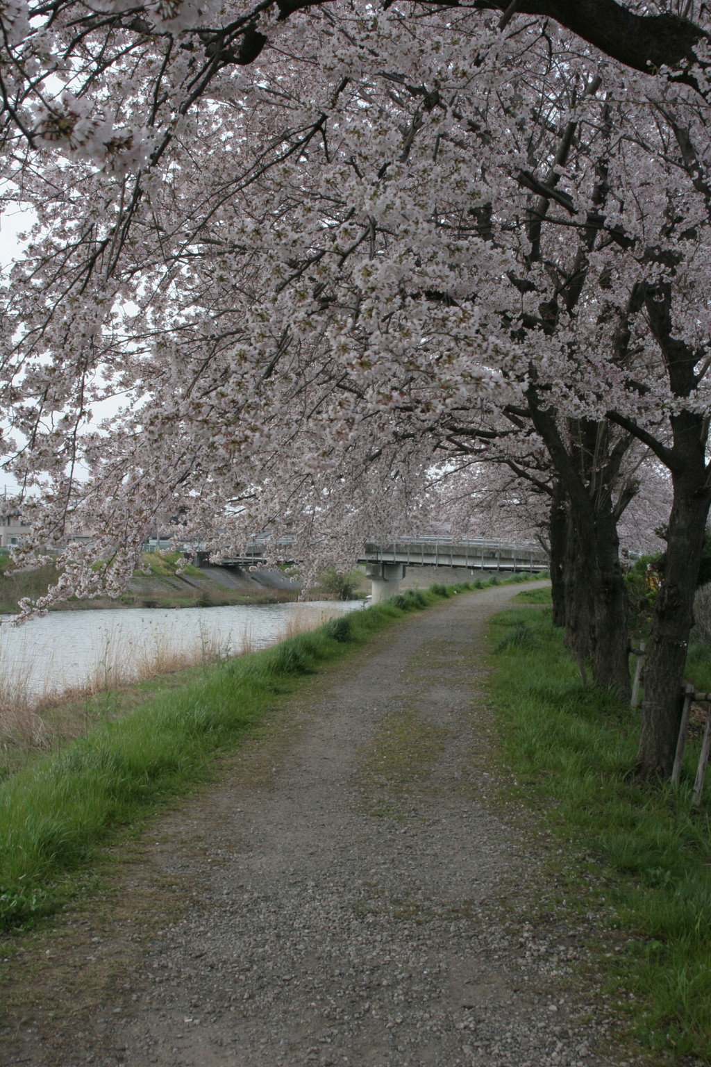 桜道