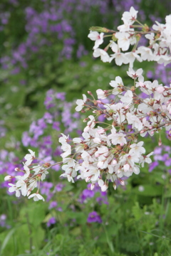 桜２