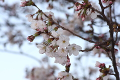 桜　２０１９