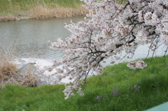 桜３