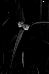 DSC04359-1000
