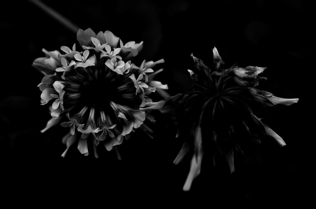 IMGP4597