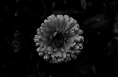 IMGP0079