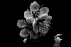 IMGP0529-0