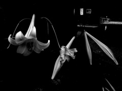 DSC09795-2-25