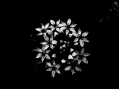 DSC09706-2