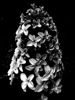 R0016827