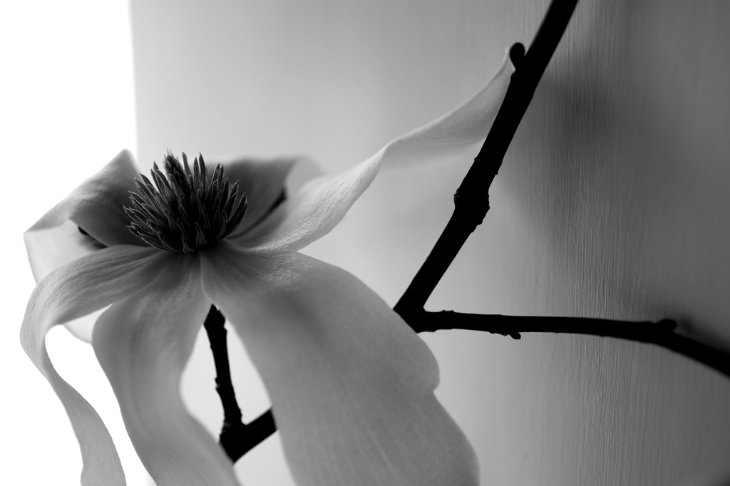 IMGP9072-1